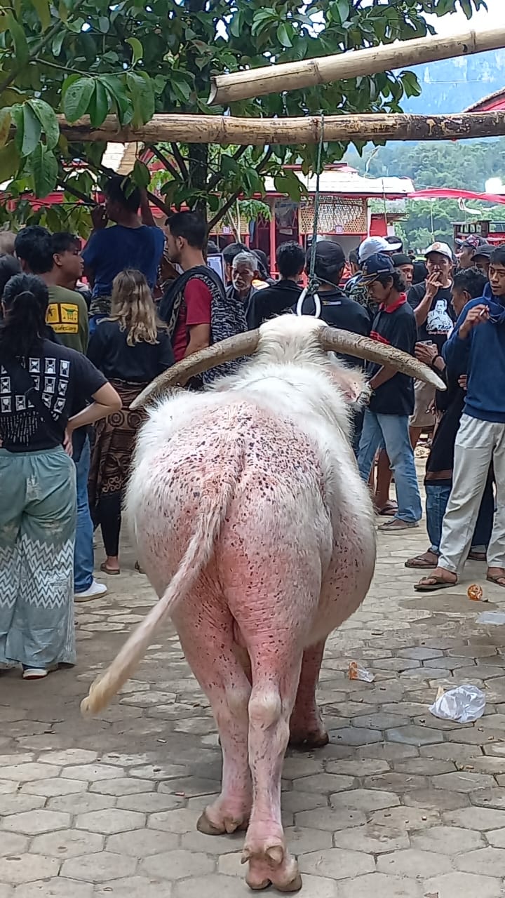 Feest van de laatste buffel (3)